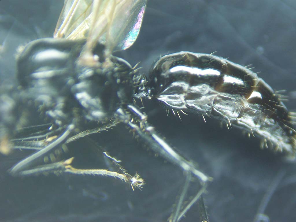 Posible macho Camponotus lateralis