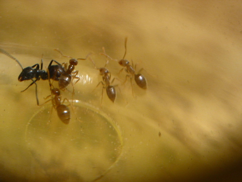 hormigas parasitas