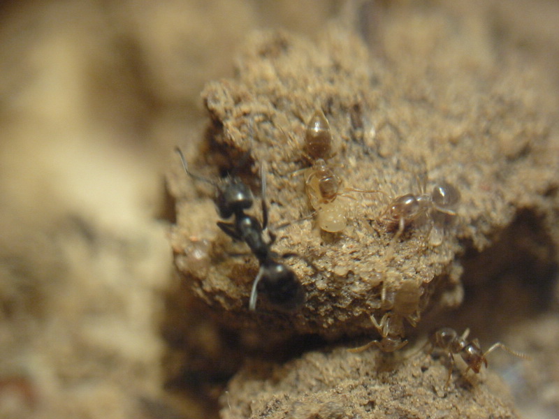hormigas parasitas