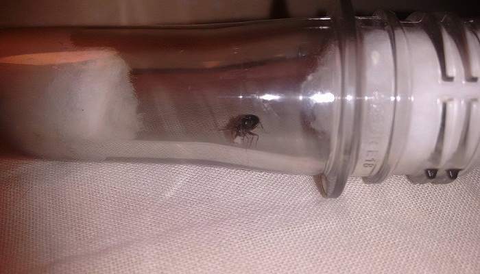 Identificaci�n de hormiga.