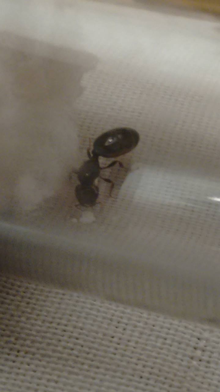 Identificaci�n de hormiga.