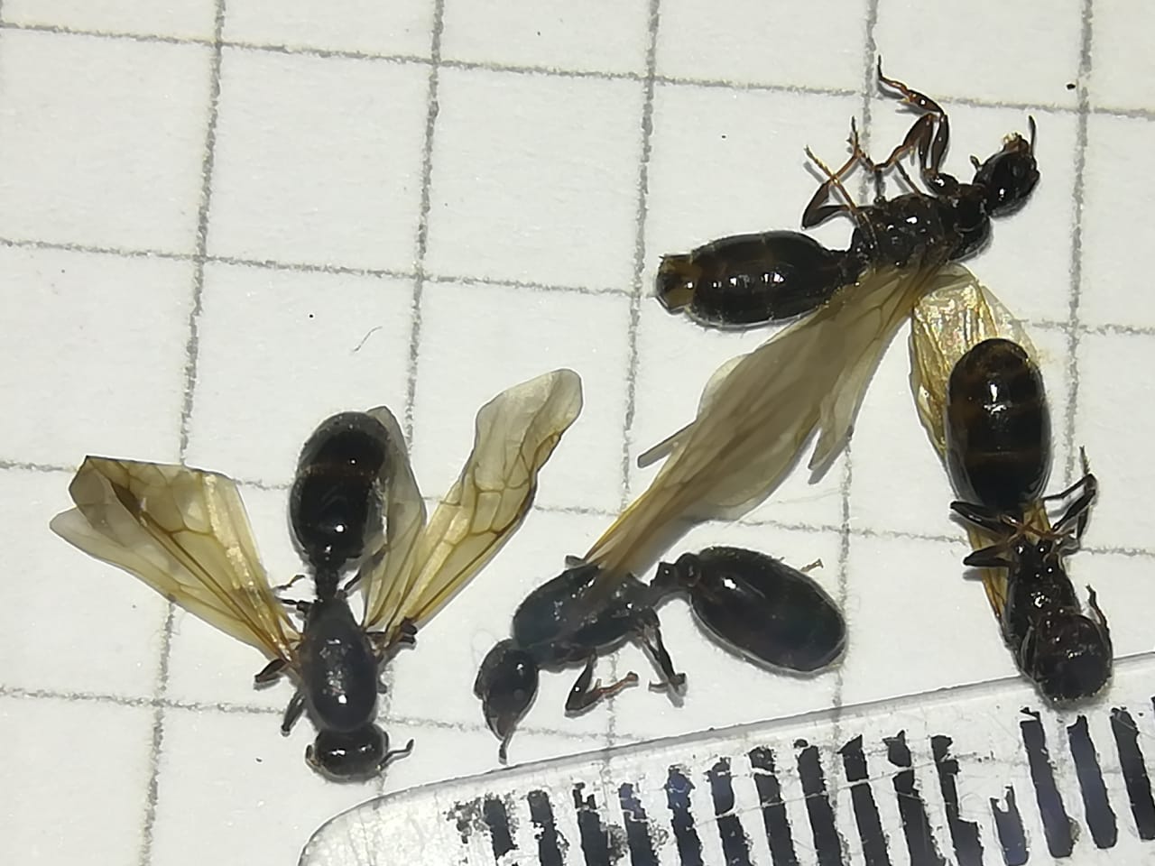 15/01 Reina SP