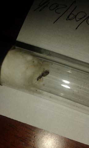 brachymyrmex