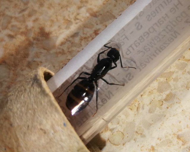 Identificar reina