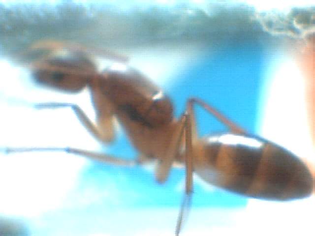 hormiga 15