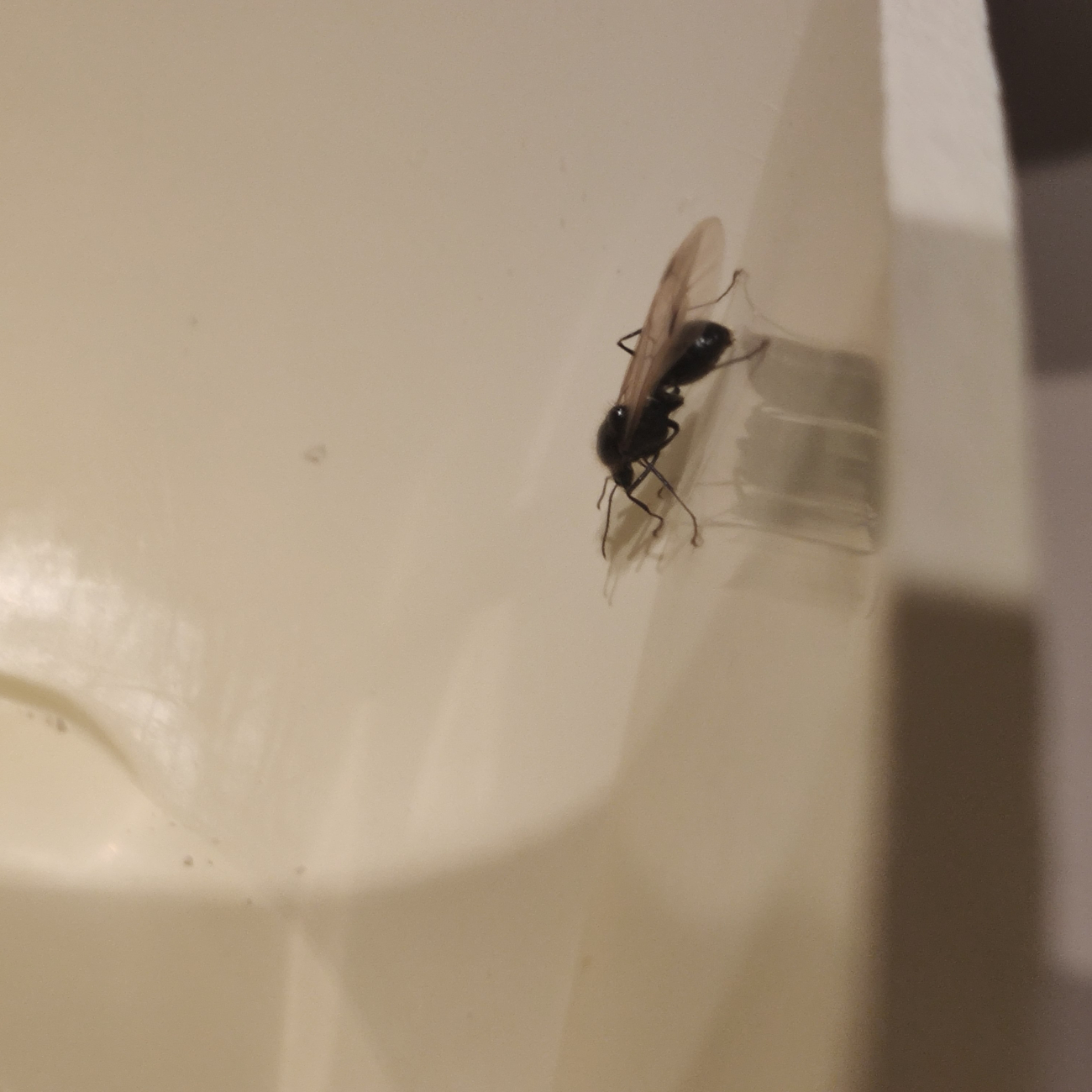 Hormiga desconocida 2
