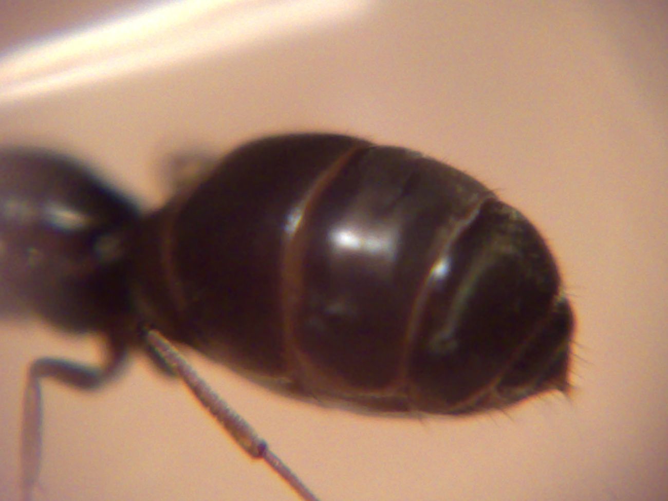 reinagaluis