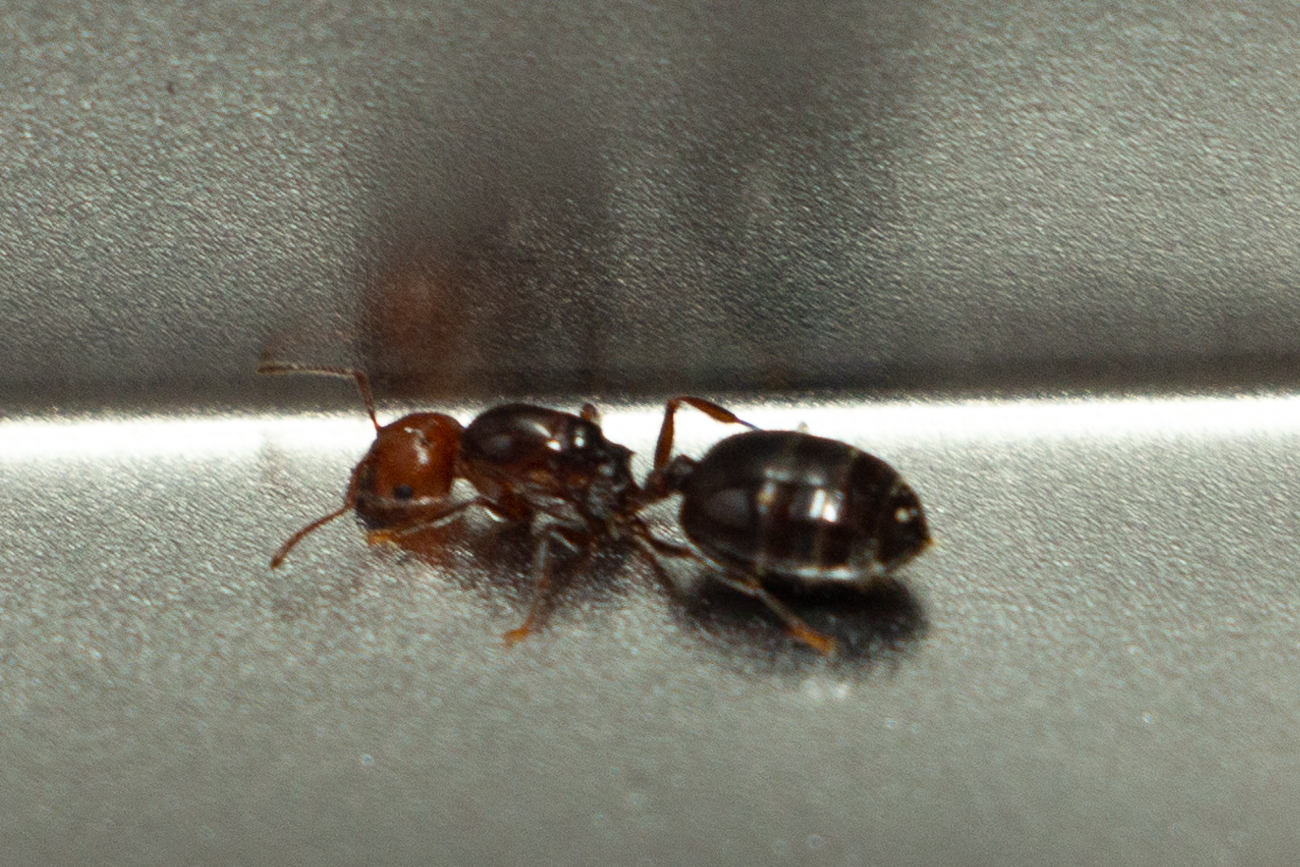 desconocida lata