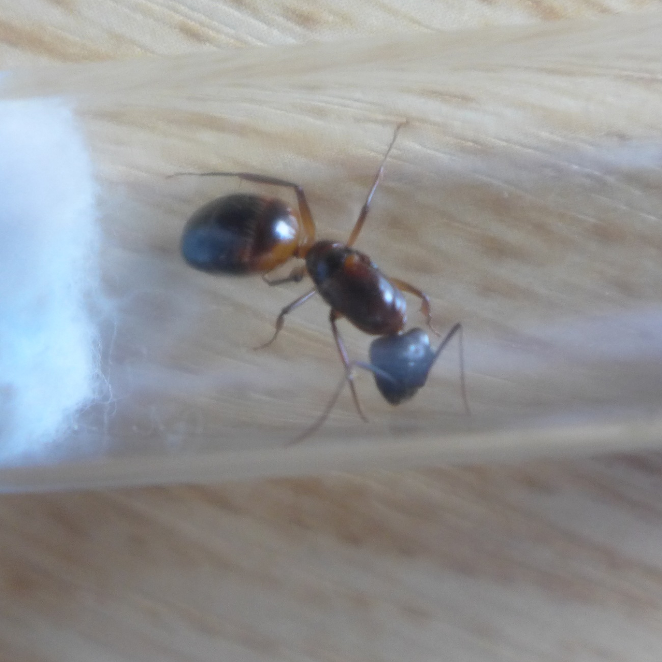 camponotus sp