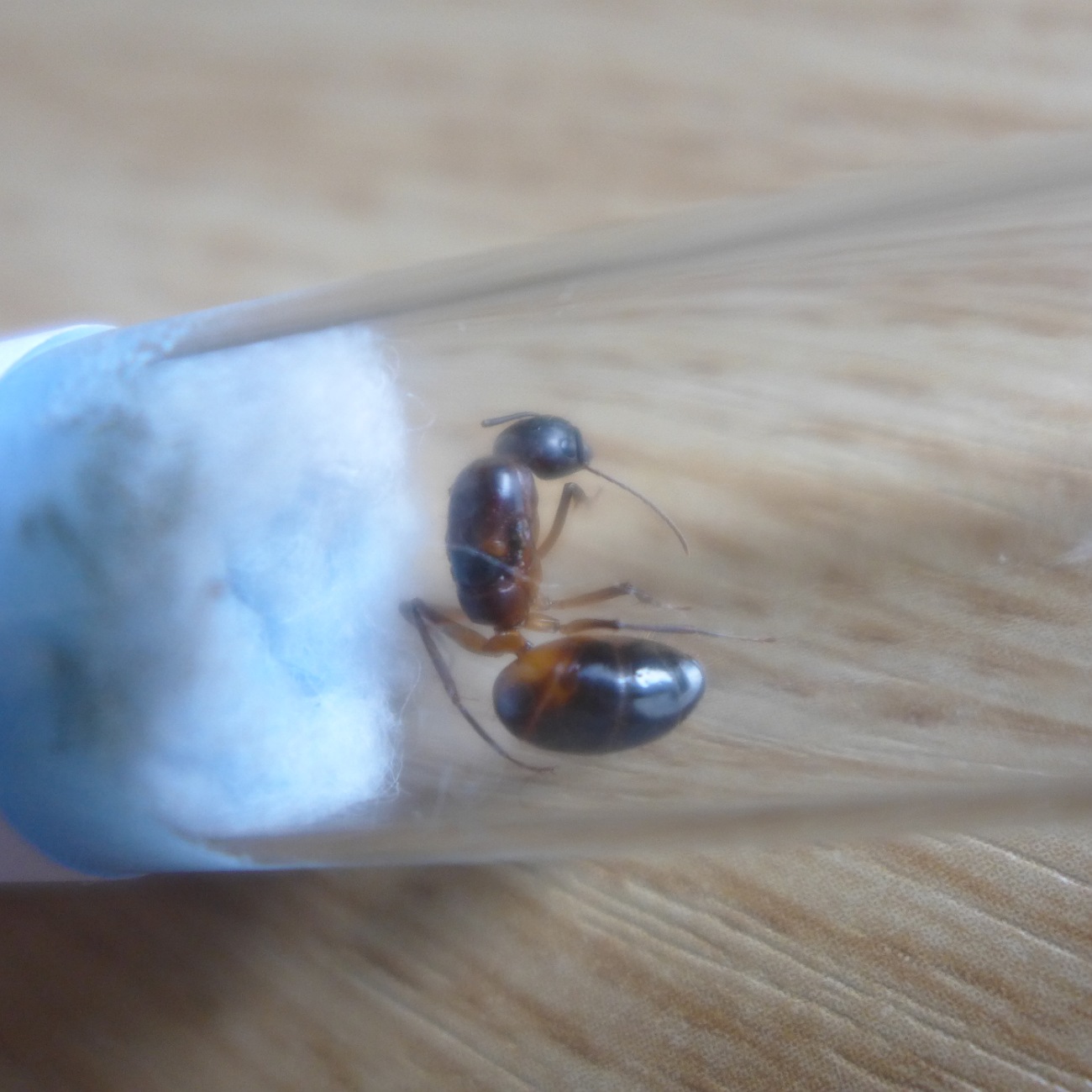 camponotus sp
