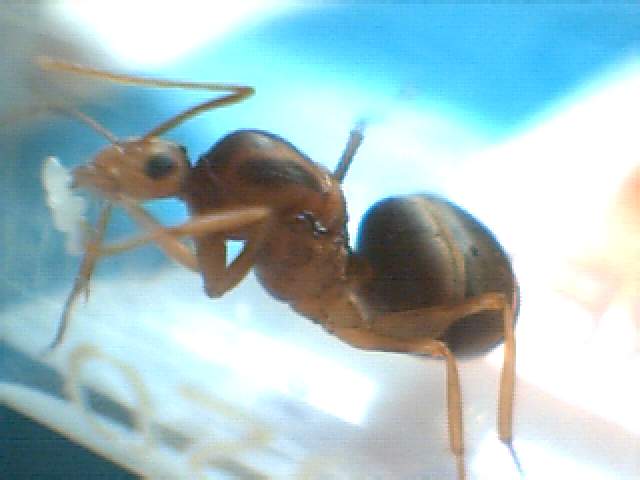 hormiga 16