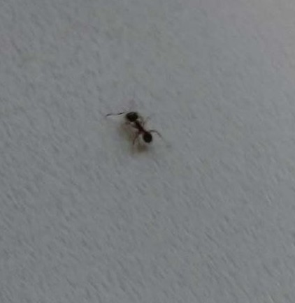 Hormiga sin identificar