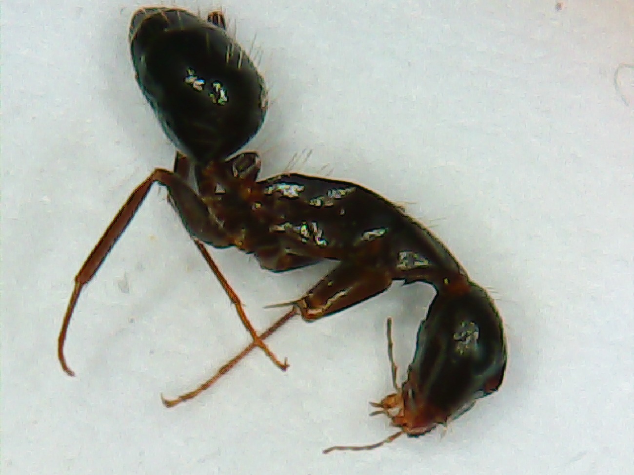 Sylvaticus?