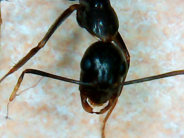 Sylvaticus?
