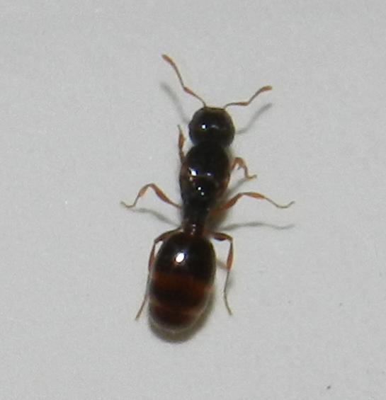 Reina peque�a sin identificar