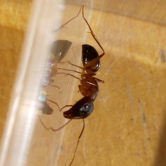 Camponotus pilicornis?