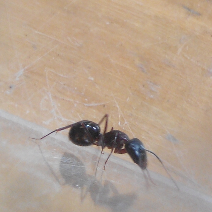 Camponotus sylvaticus?