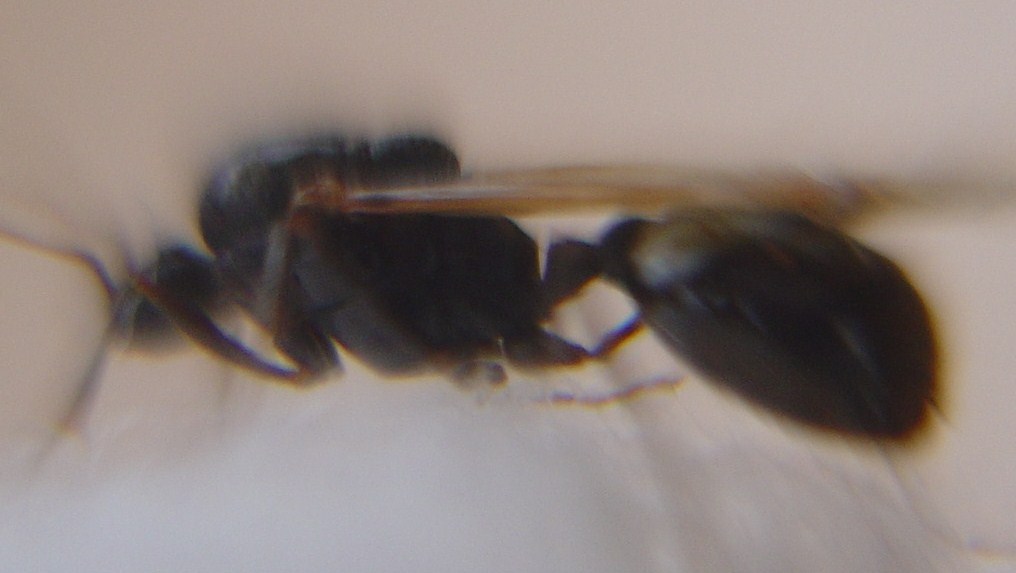 Extra�a en territorio lasius 3