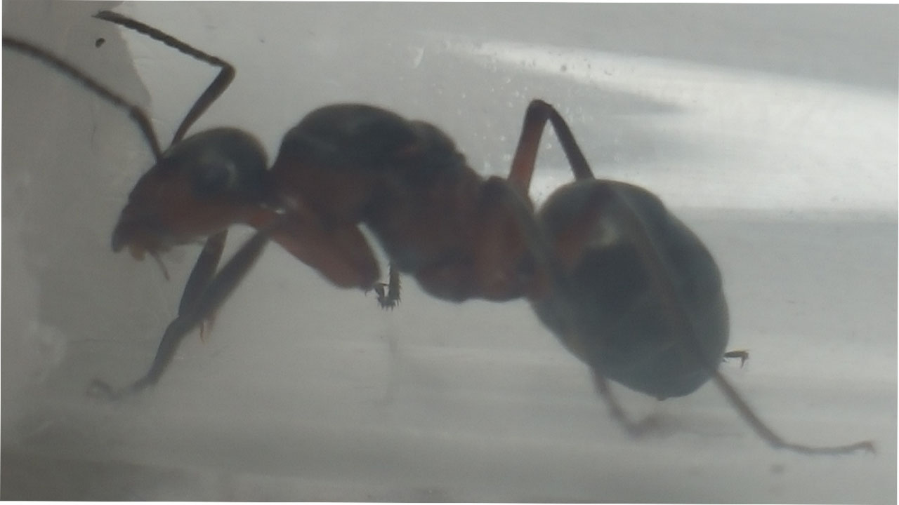 Formica Cunicularia? 1