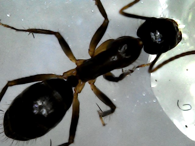 Probable Camponotus 1