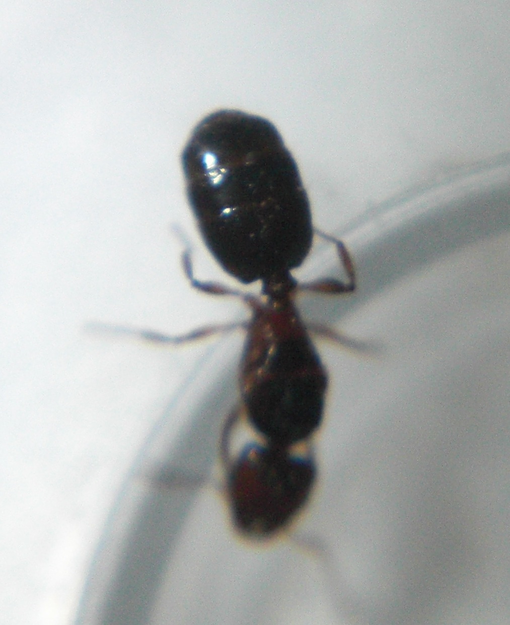 reina?1