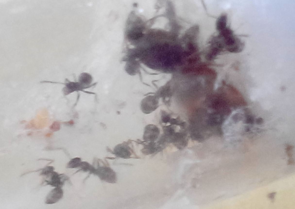 Lasius sp