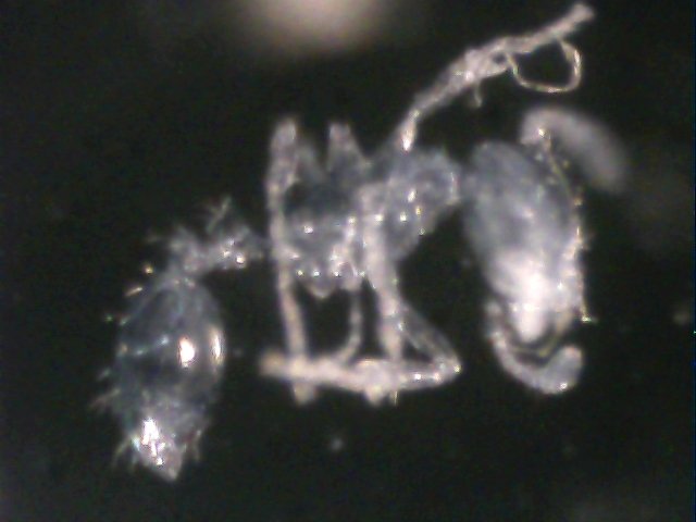 desconocida1