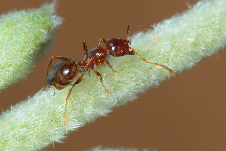 a identificar