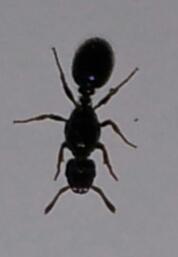 para identificar2