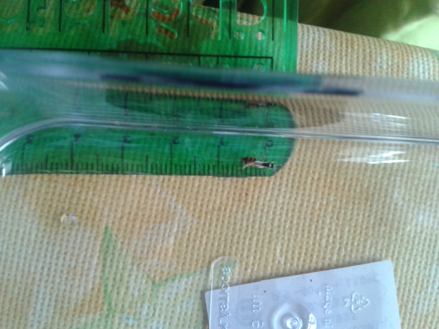 Yavanna Solenopsis fugax2?