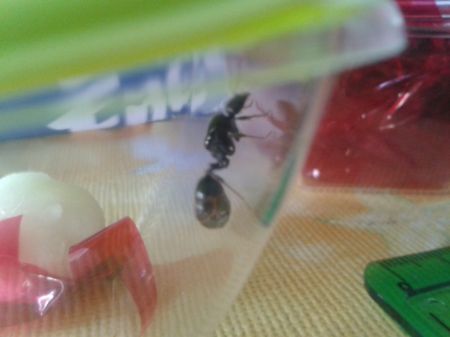 Yavanna Messor sp2