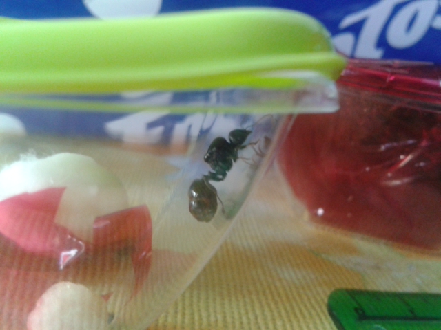 Yavanna Messor sp