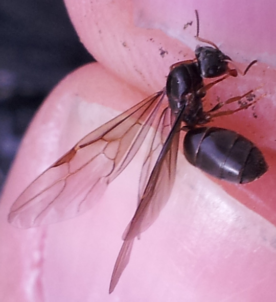 A identificar
