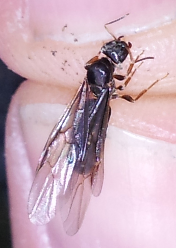 A identificar