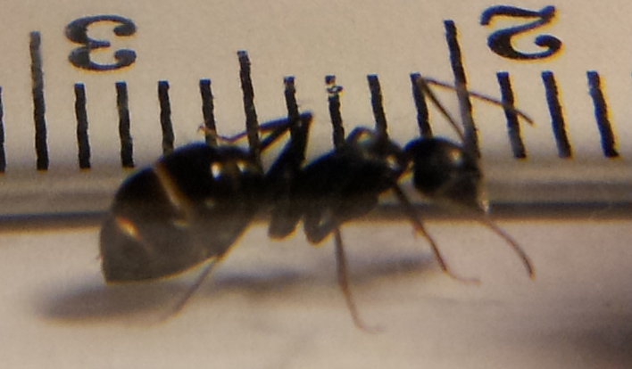 A identificar