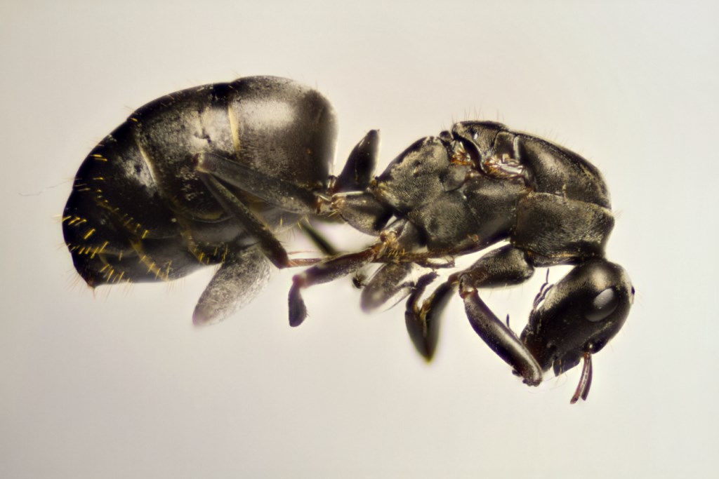 A identificar