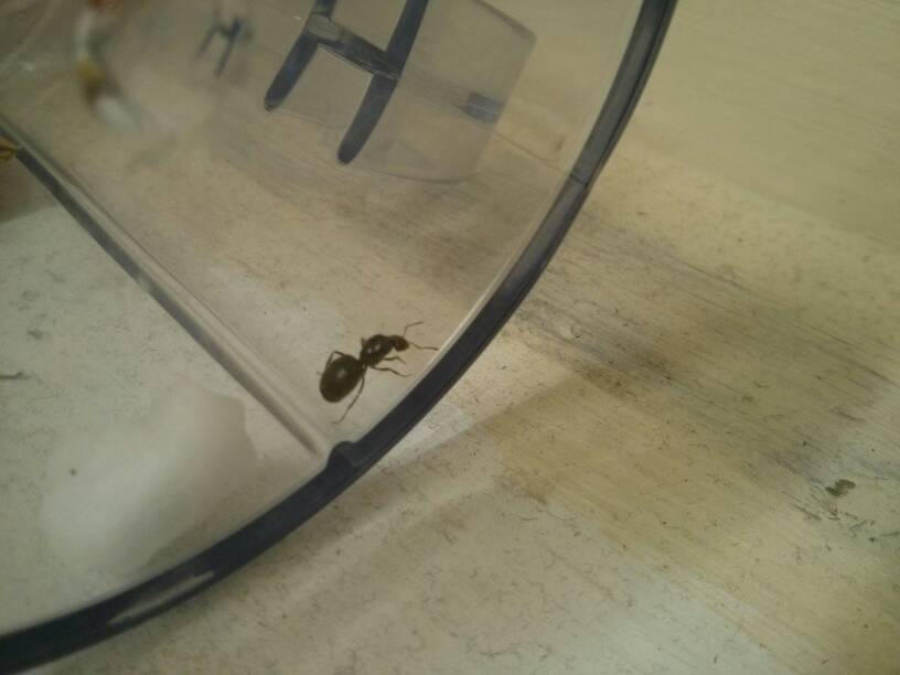 Hormiga reina encontrada en vuelo nupcial