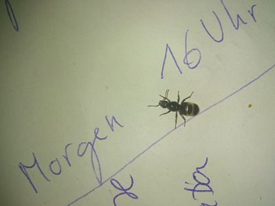 hormiga alemana 2