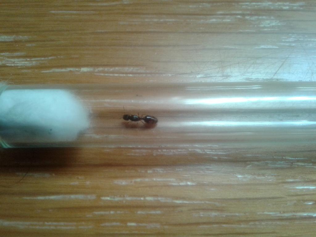 Tetramorium?