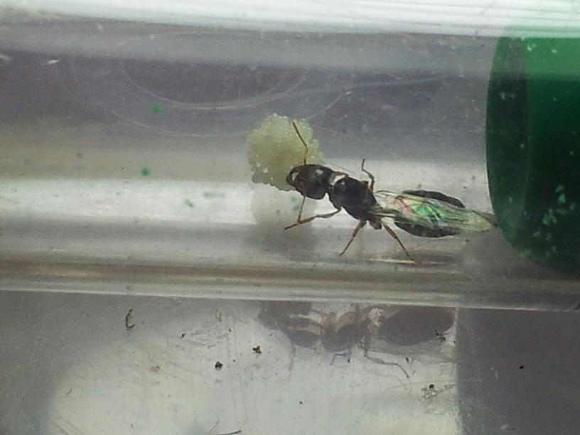 pheidole 2