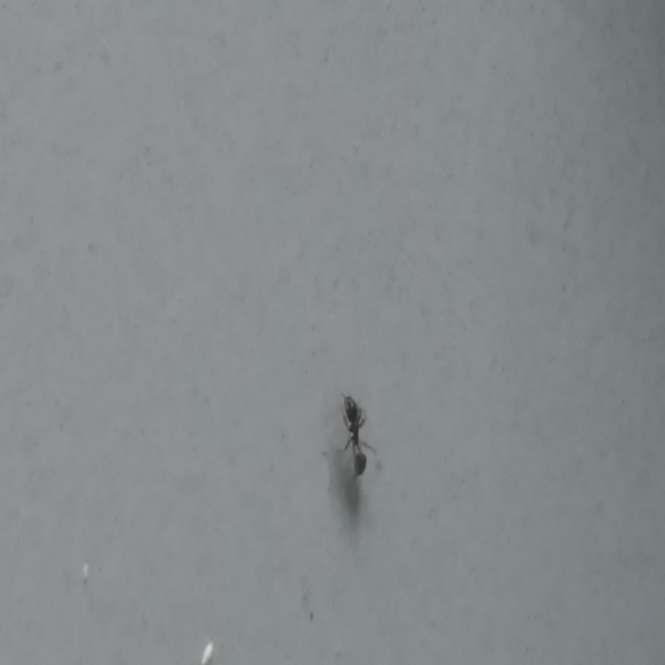 hormiga desconocida