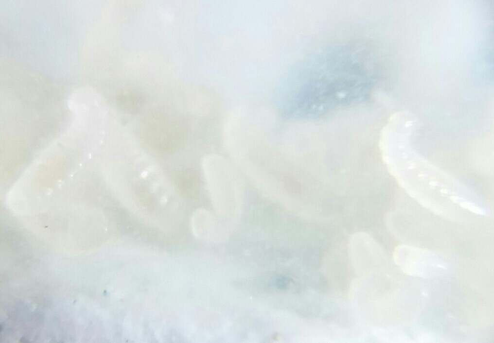 t1 larvas