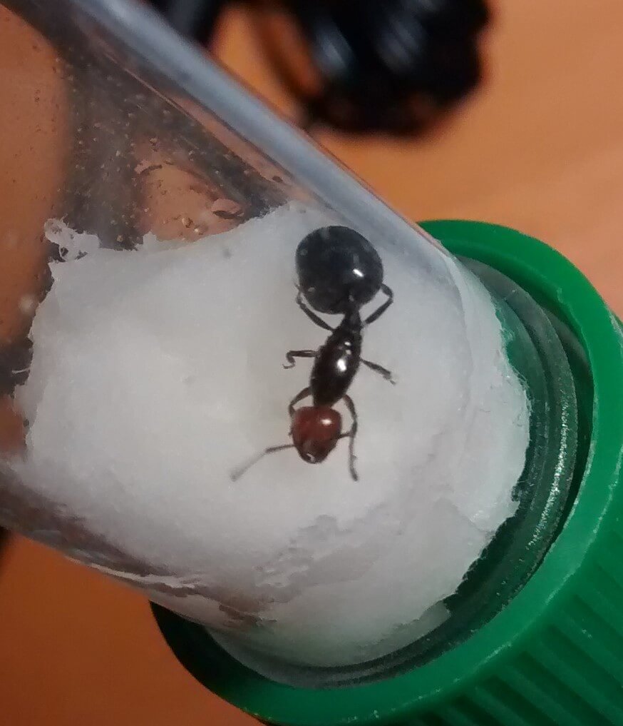C. scutellaris??