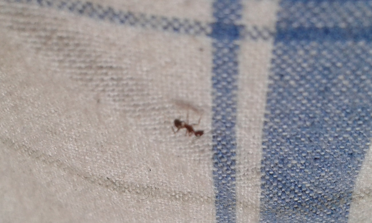 pheidole especie??