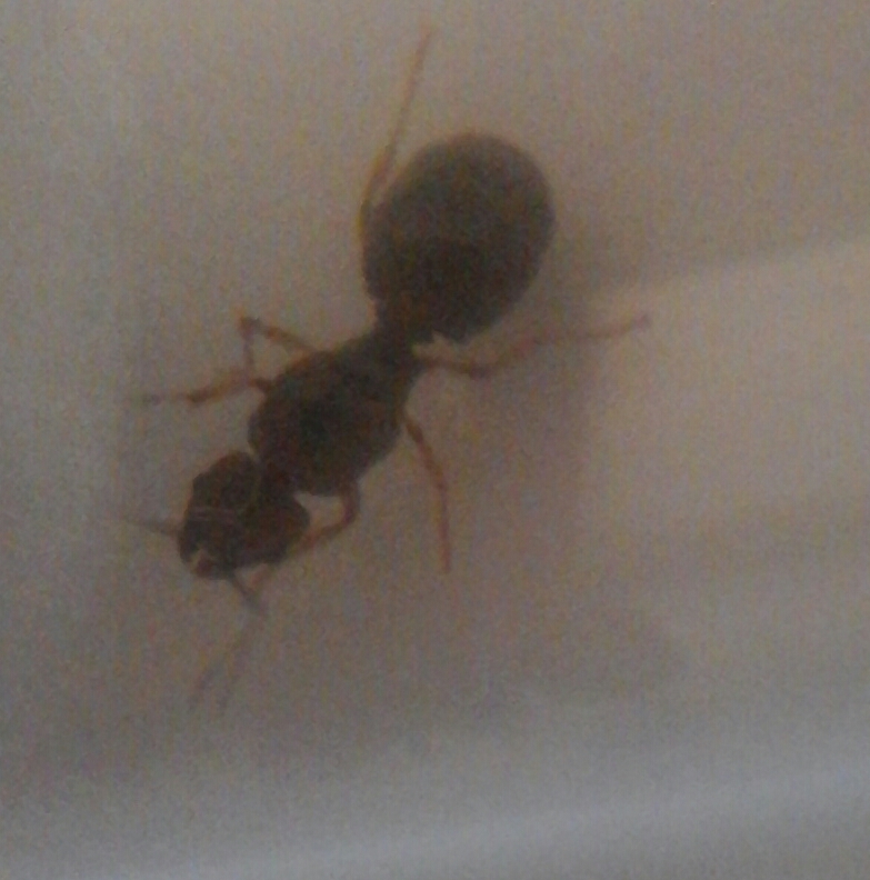 posible pheidole 1