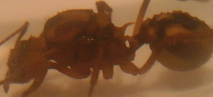 especie desconocida 1