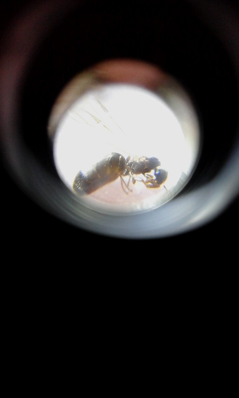 Hormiga 6