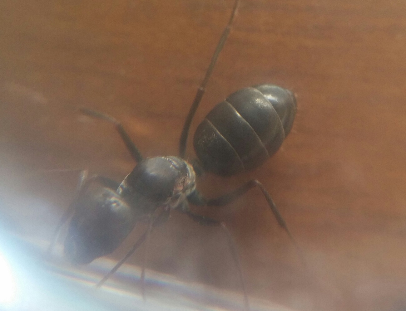 �cataglyphis?