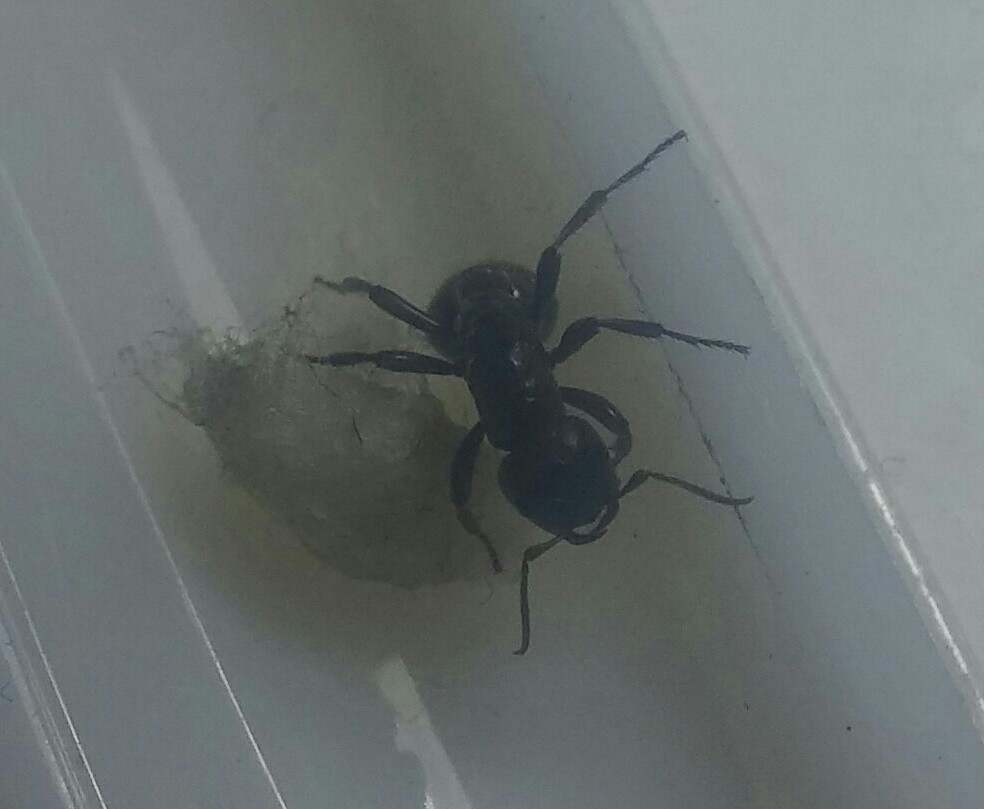 proformica2?