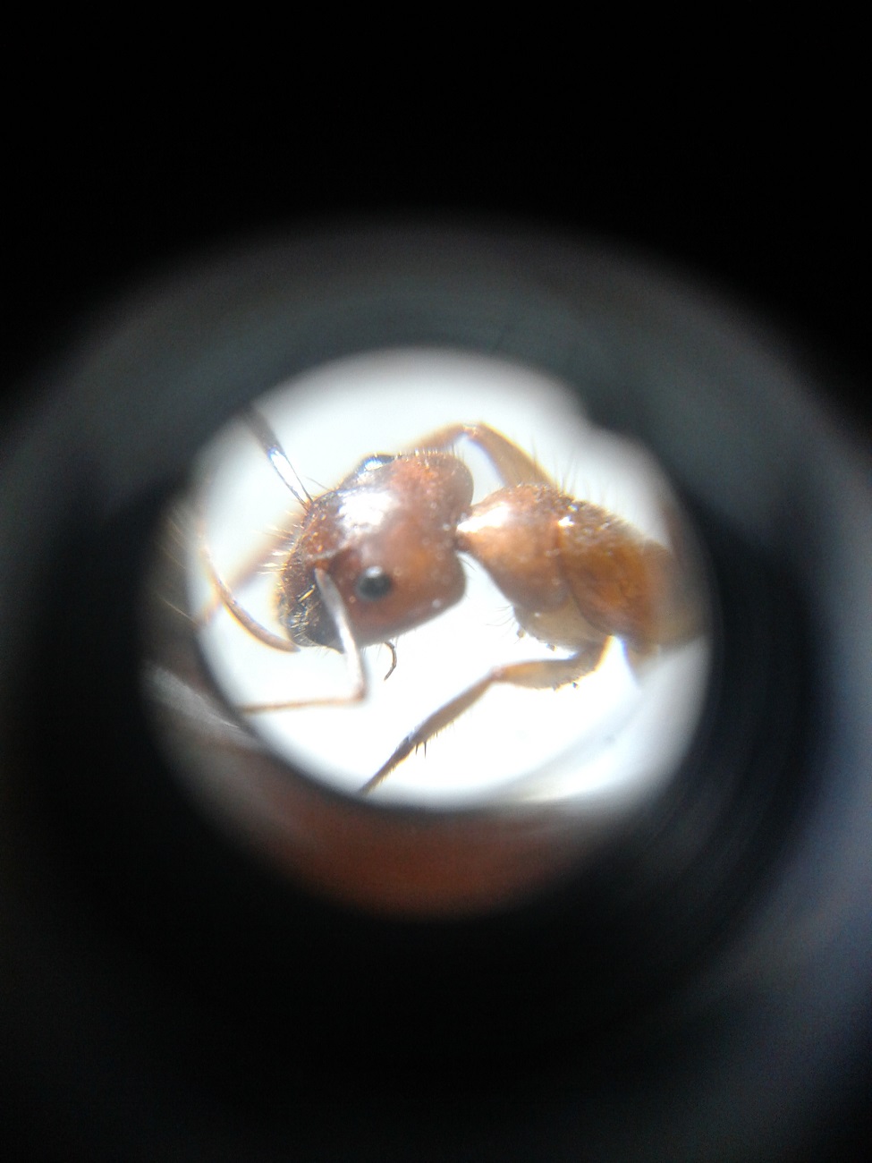 Camponotus1?